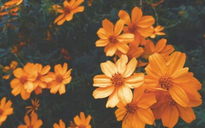 Hvaležnost – sidro naše duše