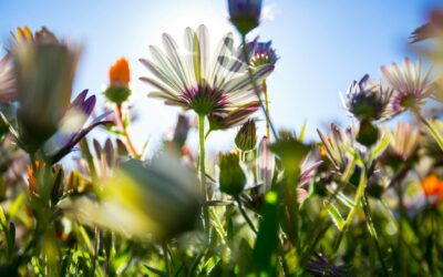 Zaživi polno življenje (Dallas Willard)